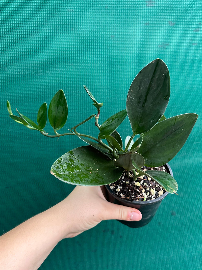 Schindapsus Treubii Dark Form