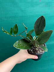 Schindapsus Treubii Dark Form
