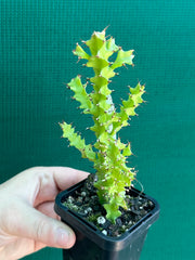 Euphorbia wakefielii NEW