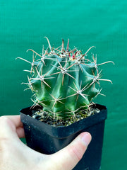 Ferocactus