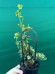 Hedera Ivy ‘Helix Camouflage’ NEW