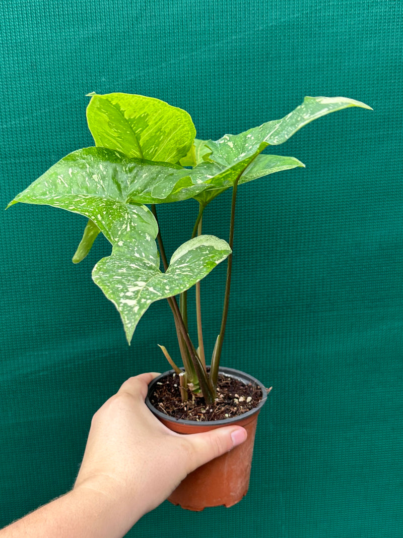 Syngonium 'Panda'
