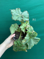 Begonia NOID 32