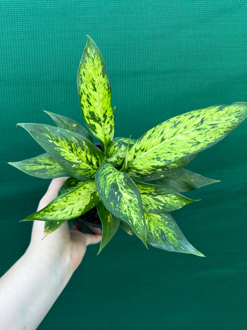 Dieffenbachia ‘Star Bright’ NEW
