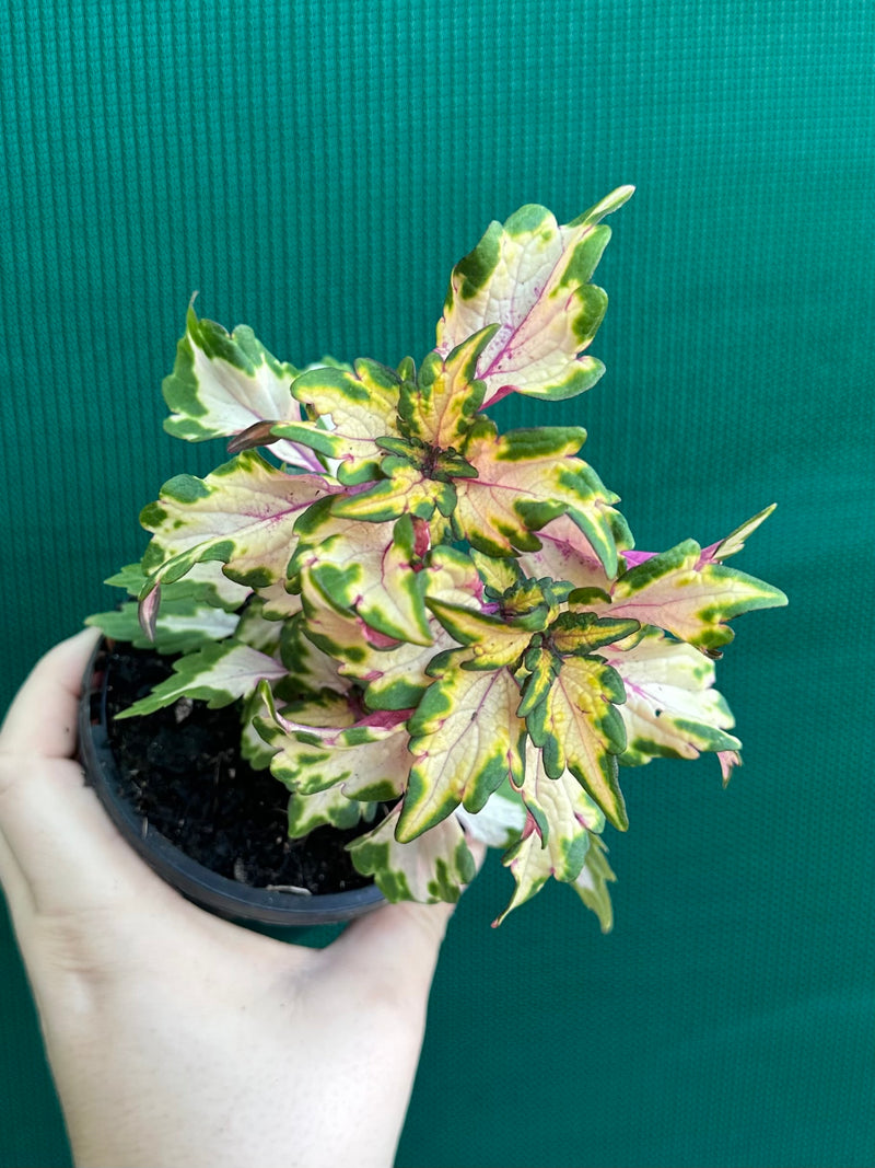 Coleus NOID 7