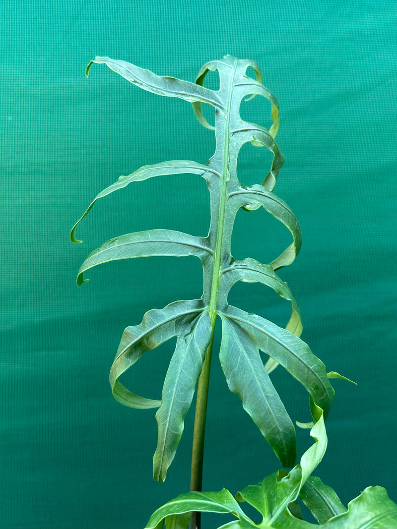 Alocasia brancifolia NEW