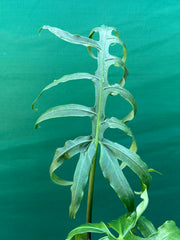 Alocasia brancifolia NEW