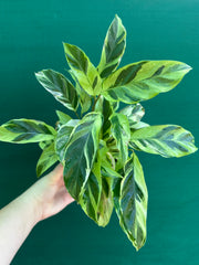 Calathea ‘Thai Beauty’