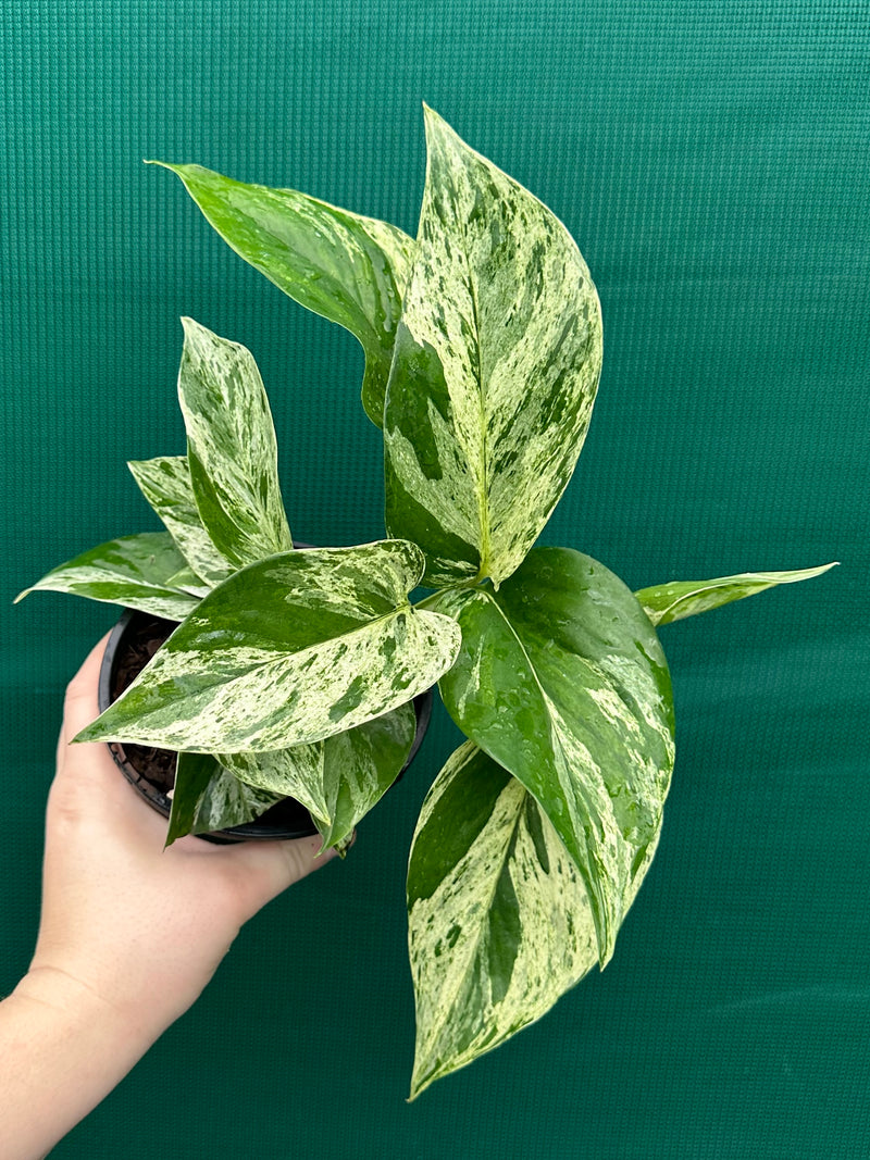 Pothos 'Marble Queen'