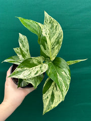 Pothos 'Marble Queen'