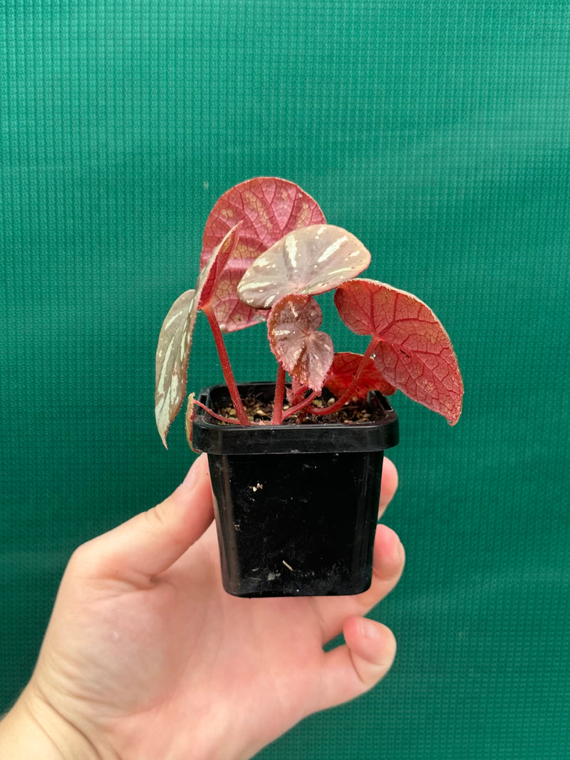 Begonia balansana