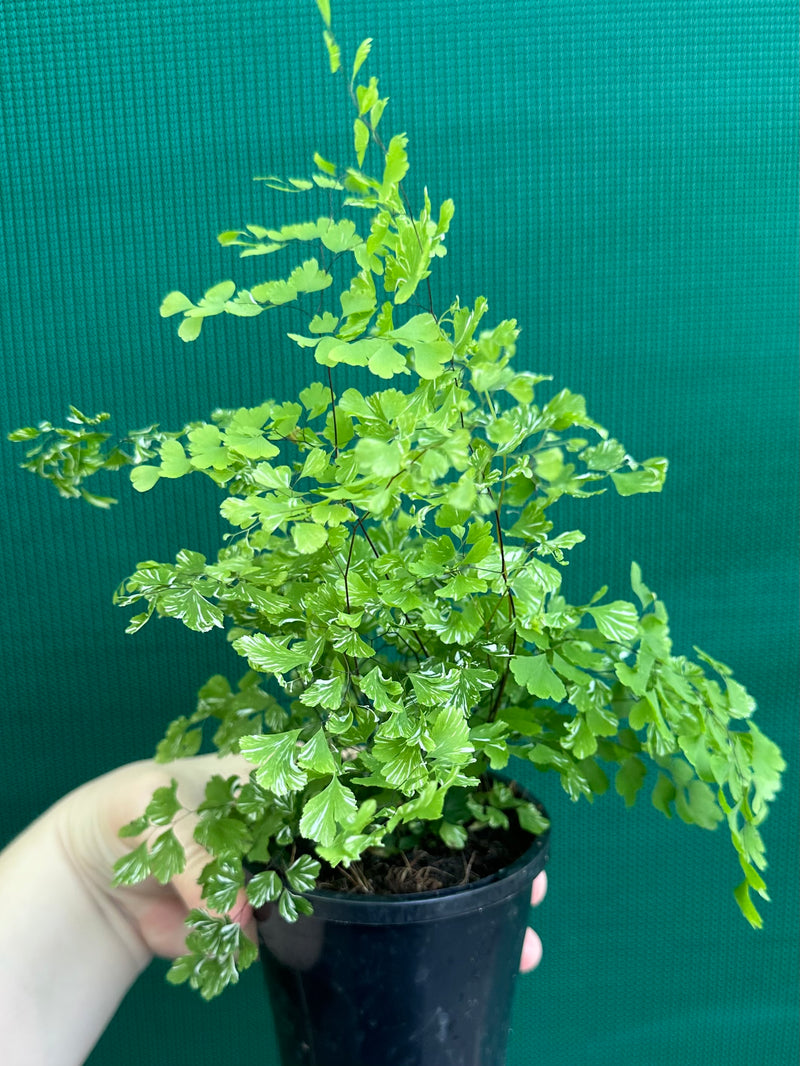 Adiantum ‘Maidenhair Fern Variegated’ NEW