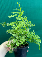Adiantum ‘Maidenhair Fern Variegated’ NEW