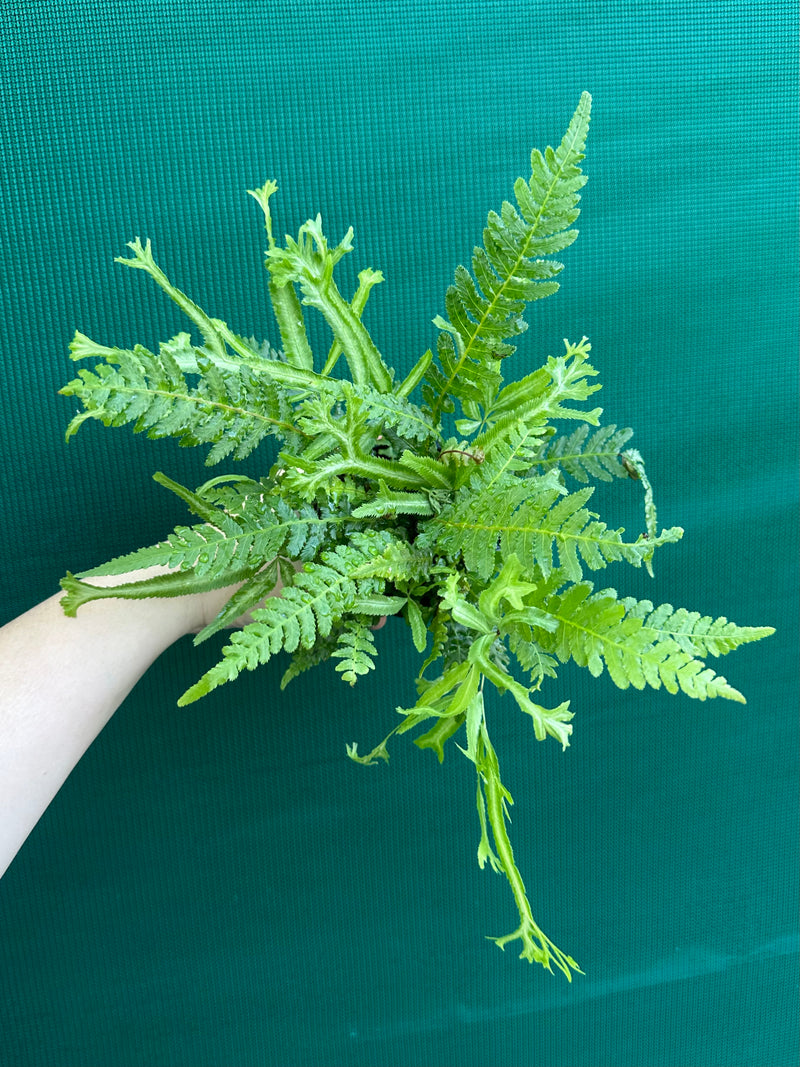 Pteris Fern Unknown 3