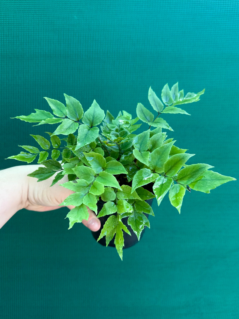Cyrtomium falcatum ‘Holly’ NEW