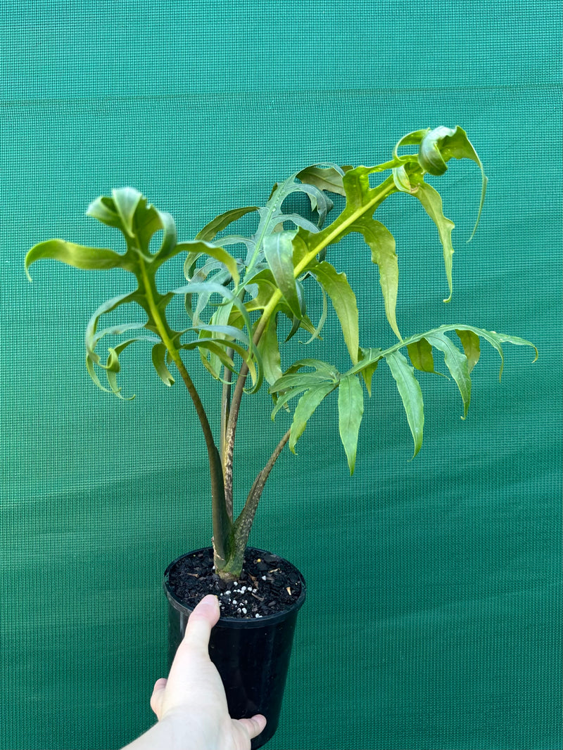 Alocasia brancifolia NEW