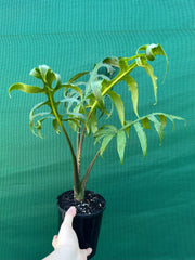 Alocasia brancifolia NEW