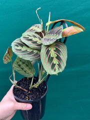 Maranta Leuconeura NEW