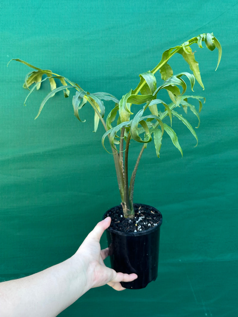 Alocasia brancifolia NEW