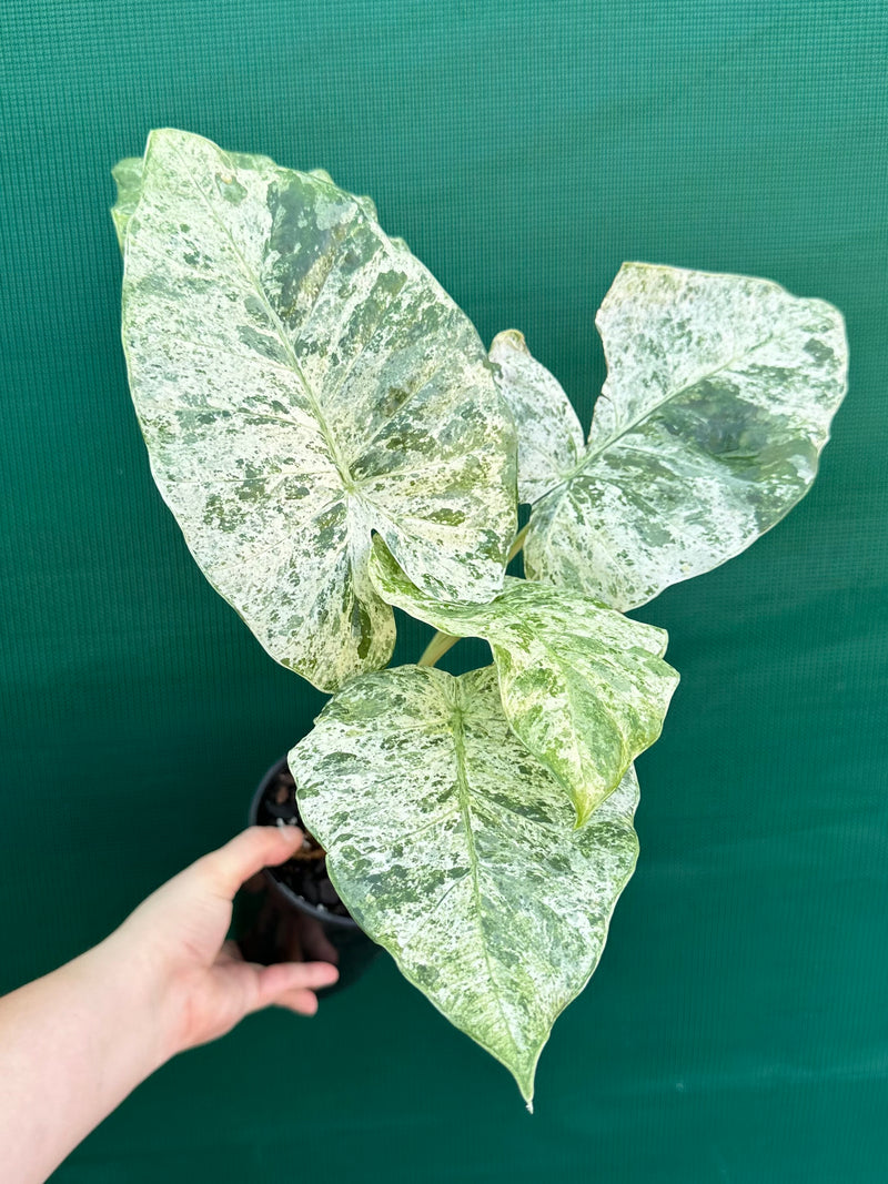 Alocasia odora batik ‘Splash’