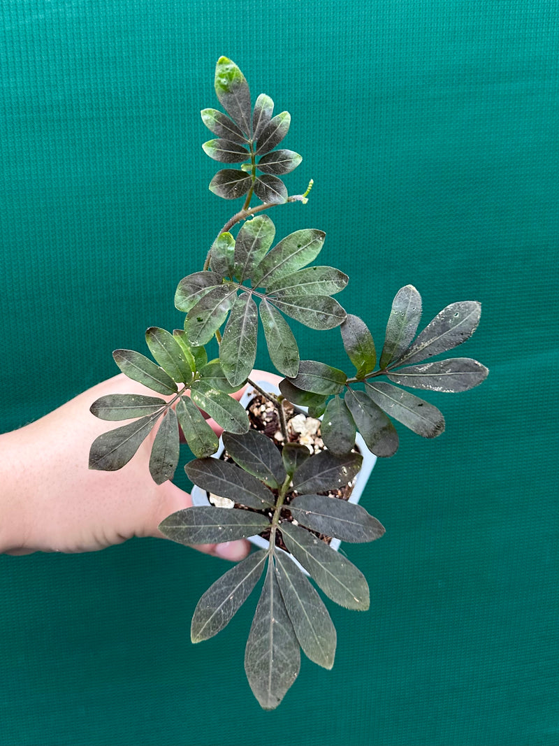 Solanum uleanum