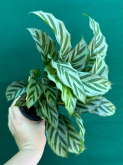 Calathea ‘Freddy’