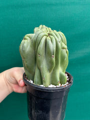 Cereus Peruvianus 'Monstrose'