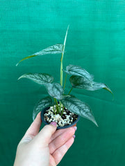 Monstera ‘Siltepecanna’