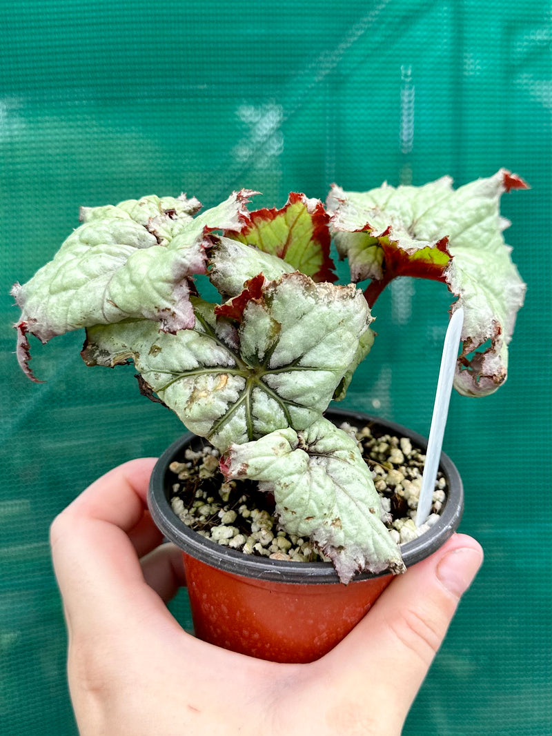Begonia ‘Raspberry Tart’ NEW