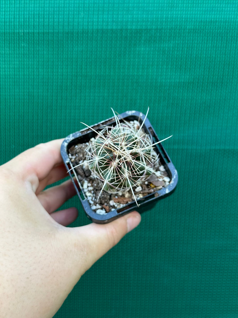 Thelocactus bicolour