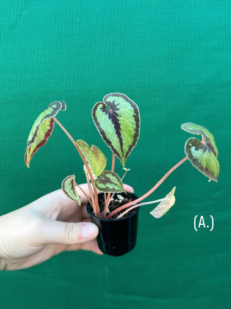 Begonia Dinhdui