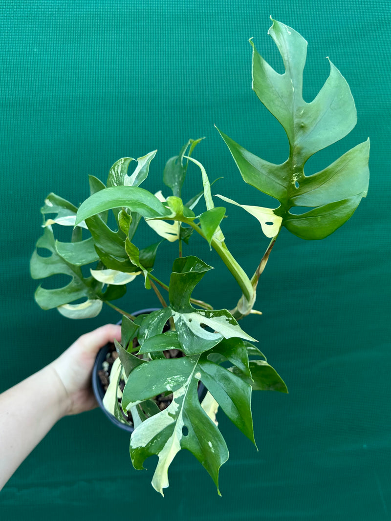 Rhaphidophora Tetrasperma Variegated