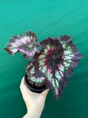 Begonia ‘Cherry Bright’