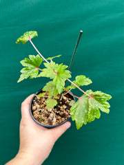 Begonia dregei