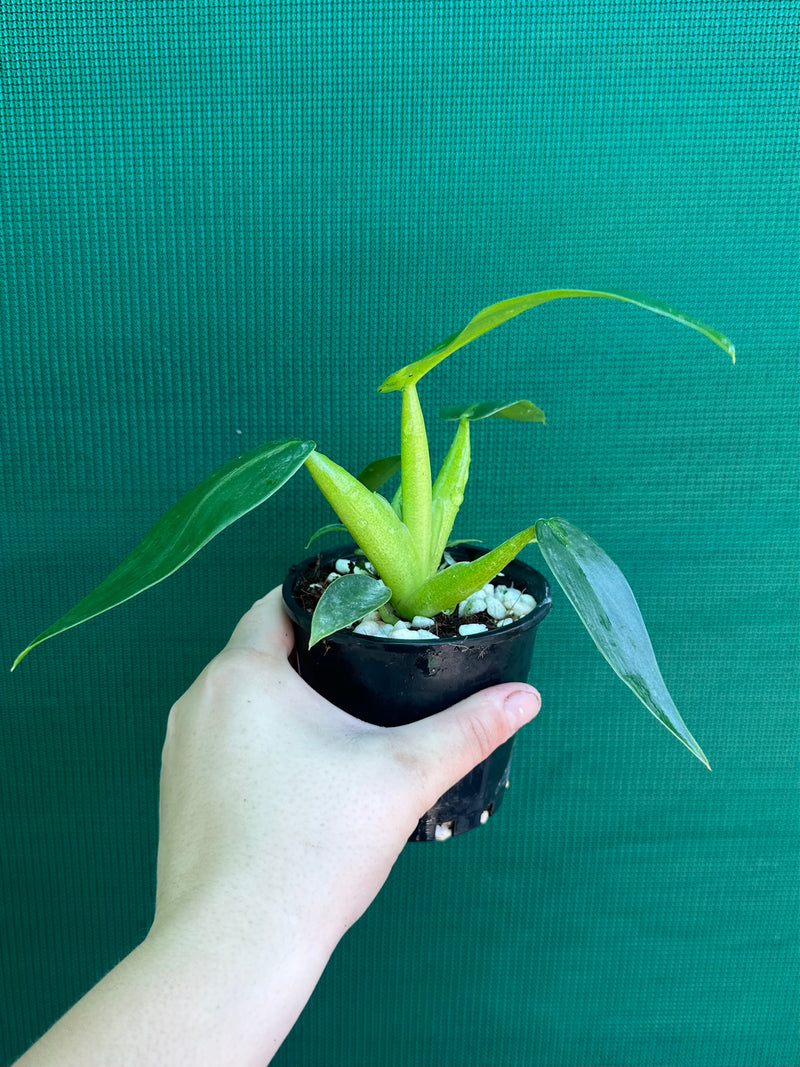Philodendron ‘Martianum’ NEW
