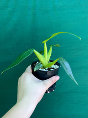 Philodendron ‘Martianum’ NEW