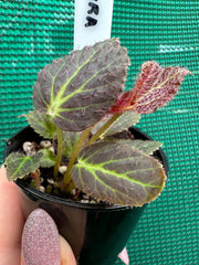 Begonia chloroneura NEW