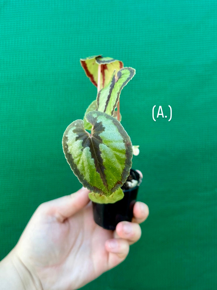Begonia Dinhdui