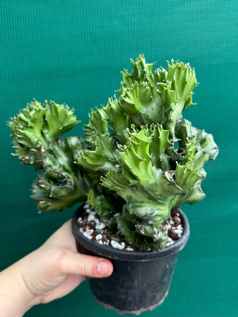 Euphorbia Lactea f. cristata NEW