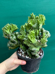 Euphorbia Lactea f. cristata NEW