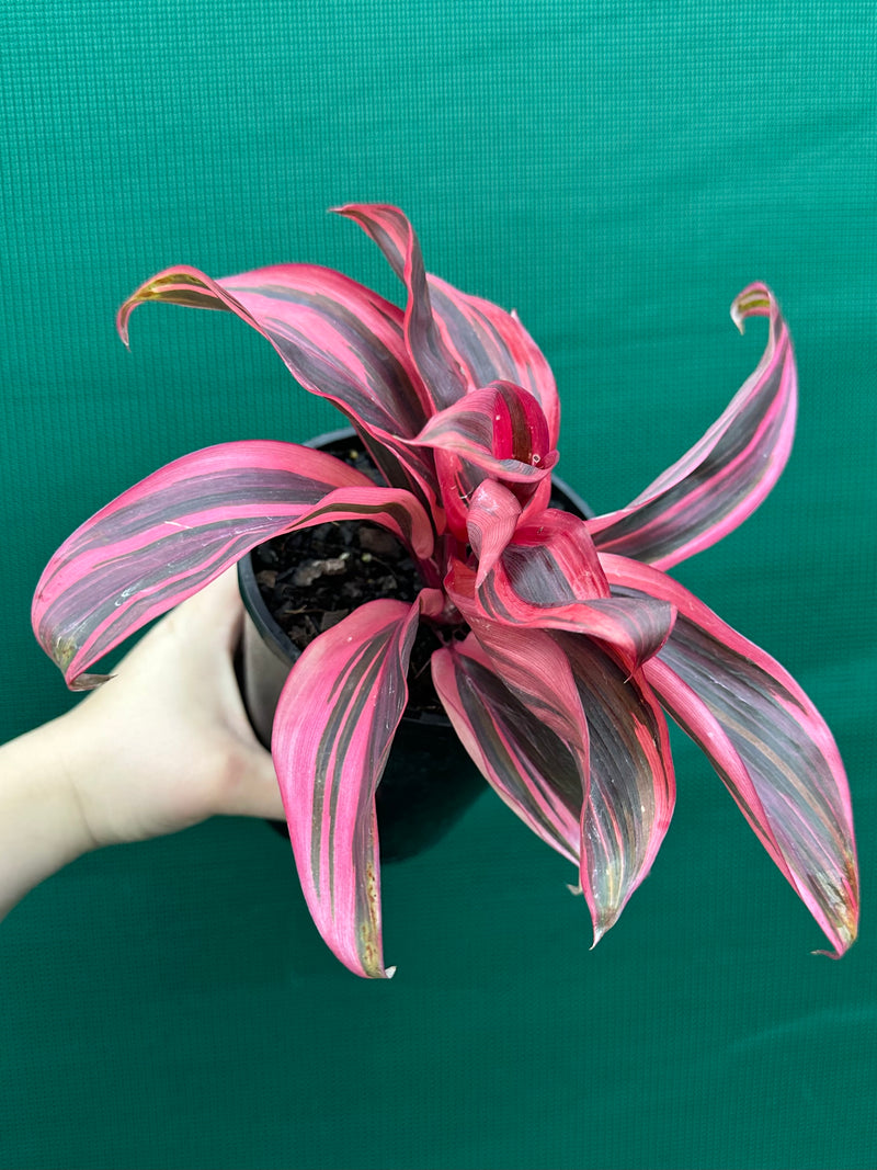 Cordyline fruticosa ‘Pink Champion’ NEW