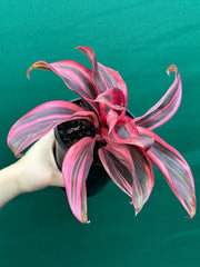 Cordyline fruticosa ‘Pink Champion’ NEW