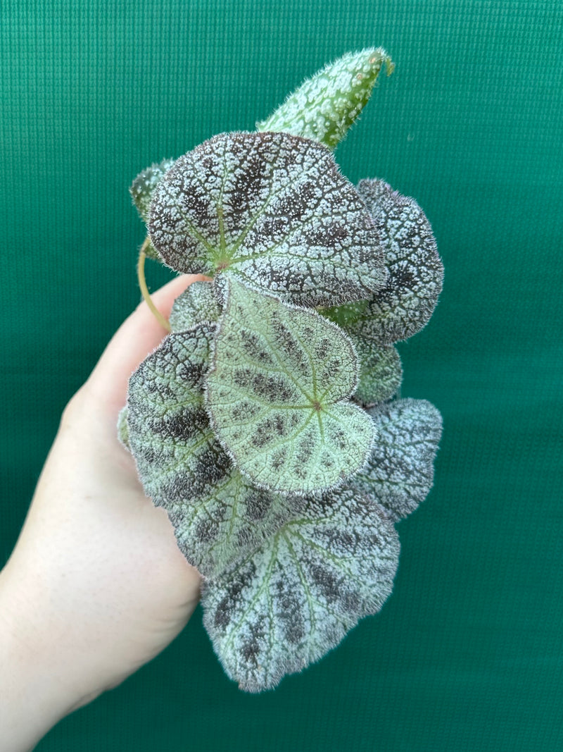 Begonia ningingensis (White Form) NEW