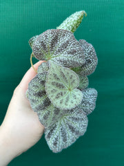 Begonia ningingensis (White Form) NEW
