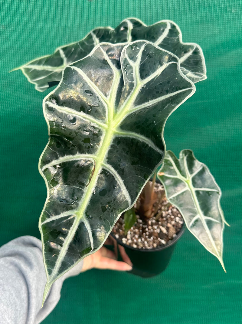 Alocasia ‘Polly’