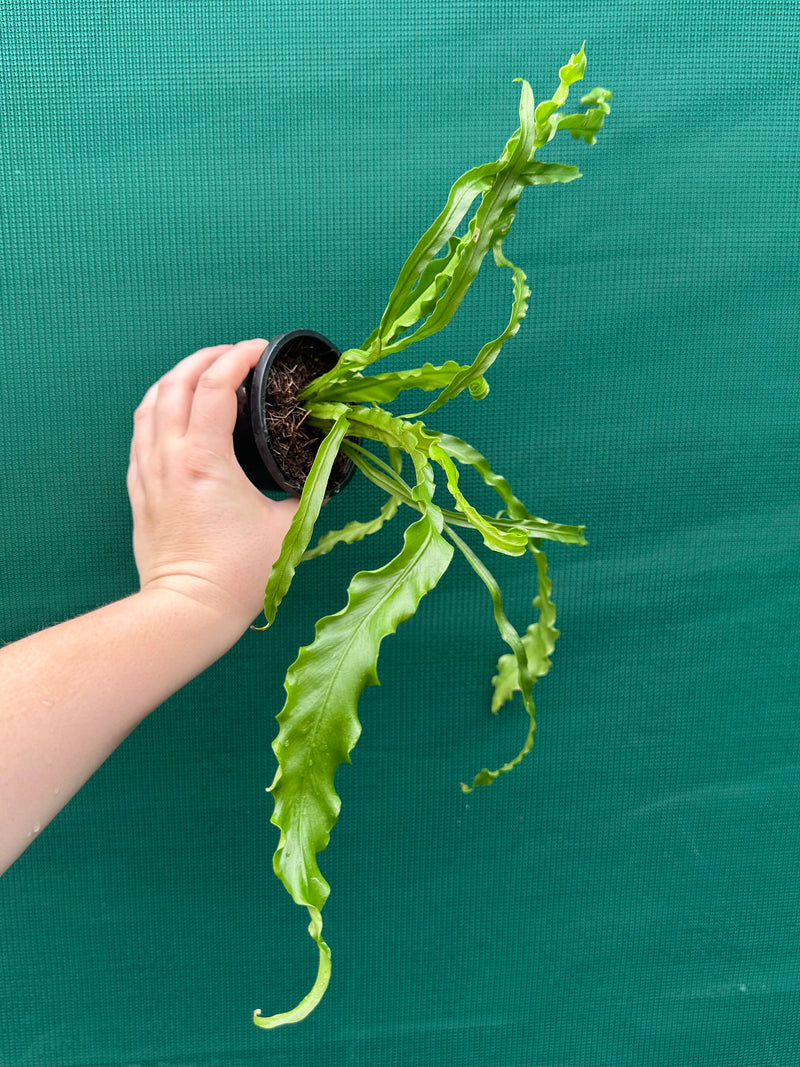 Asplenium ‘Osaka’ NEW