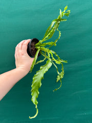 Asplenium ‘Osaka’ NEW