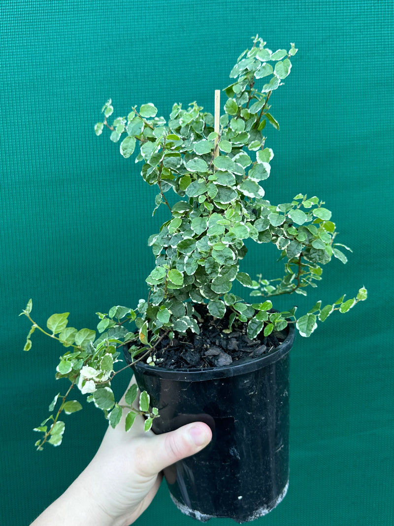 Ficus ‘Pumila Variegata’