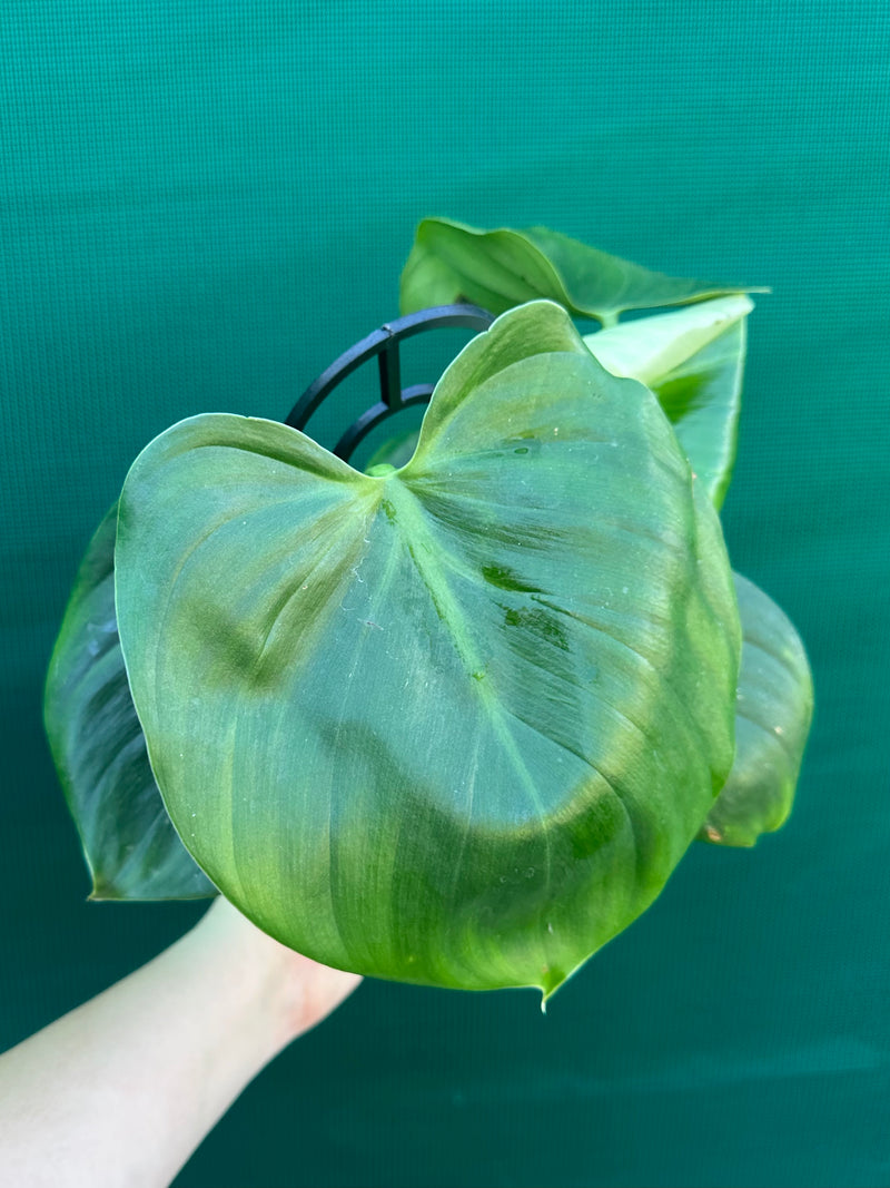 Philodendron grazieiae