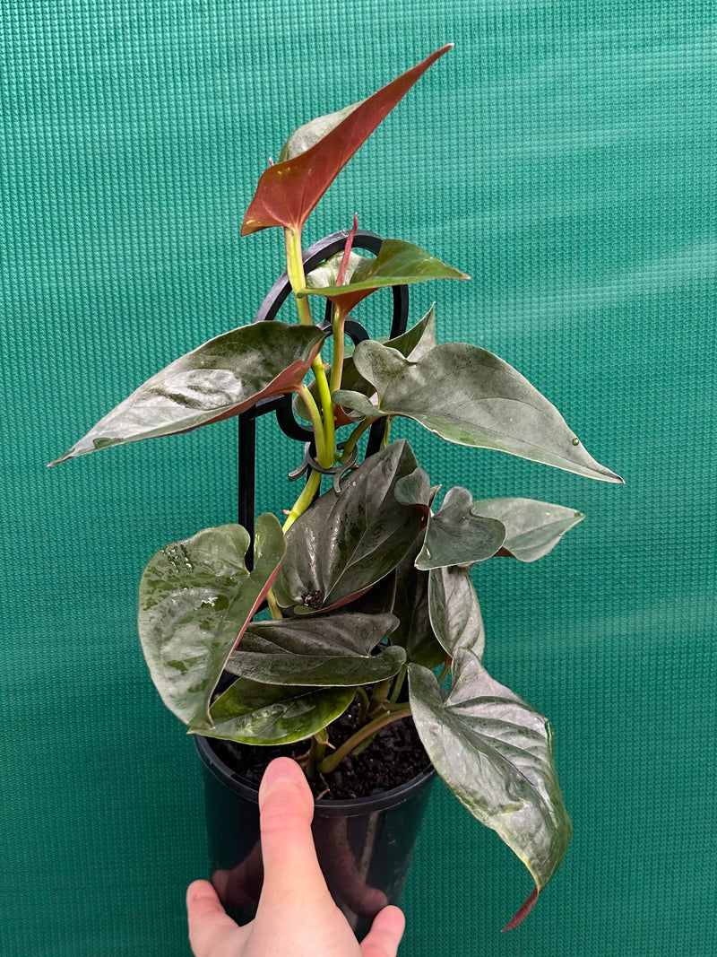 Syngonium ‘Red Arrow’
